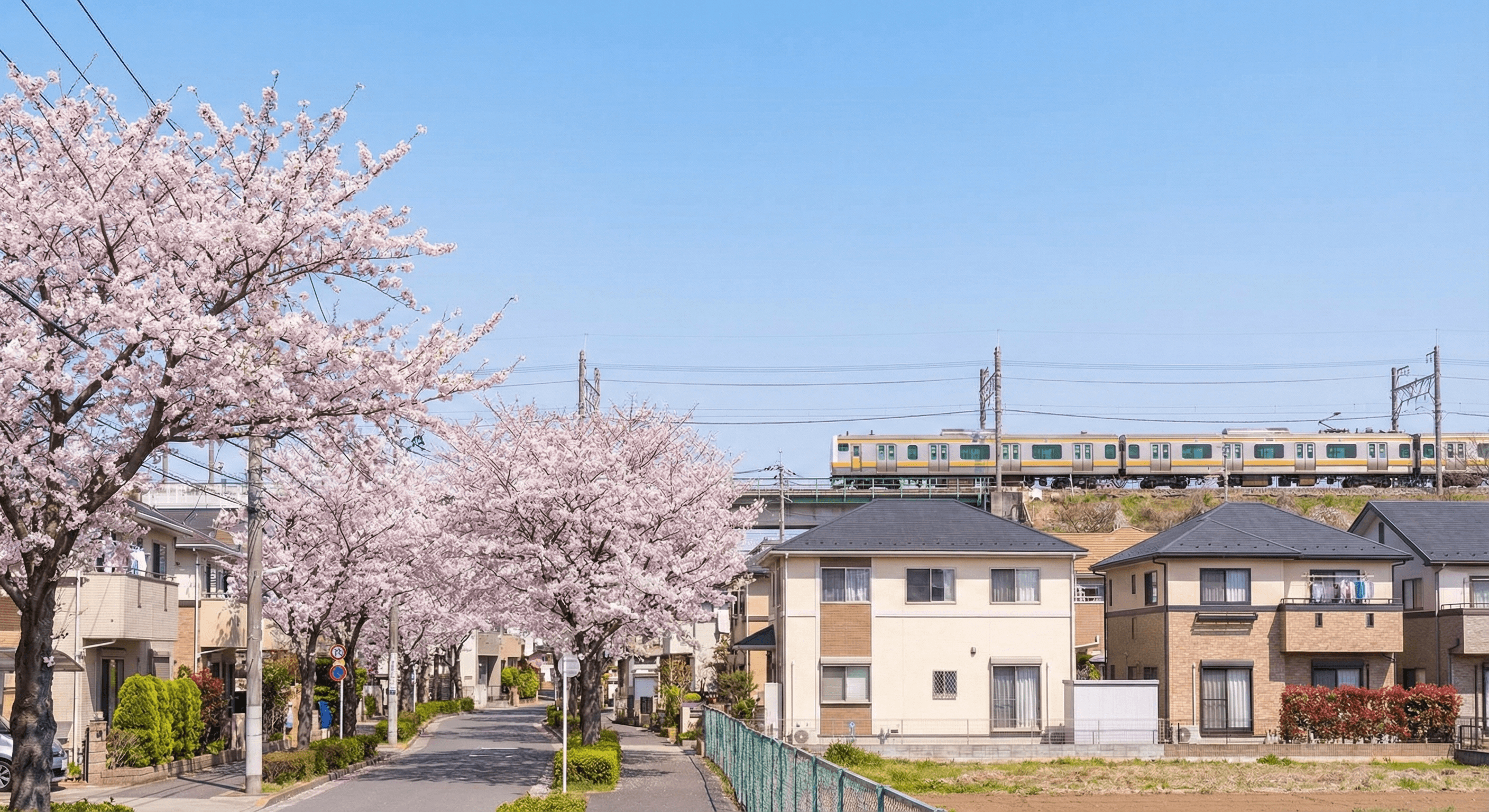 A residential street in Japan beneath cherry blossoms